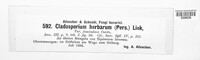 Cladosporium herbarum image